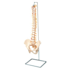product image Vertebral Column