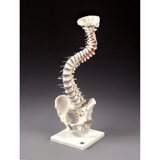 product image Soft Disc Vertebal Column