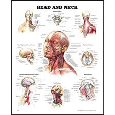 product image Head &amp; Neck Anatomical Chart