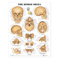product image The Human Skull Chart