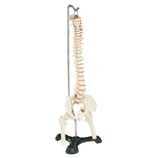 product image Flexible Vertebral Column with Stand
