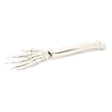 product image Rigid Skeletal Hand Model