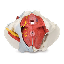 product image 6 Piece Female Pelvis Anatomical Model