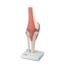 product image Functional Knee Joint Model