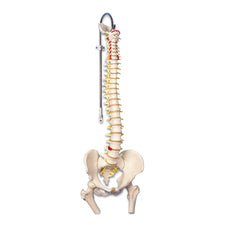 product image Classic Flexible Spine Model with Femur Heads