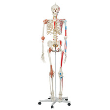 product image Sam the Super Human Skeleton Model