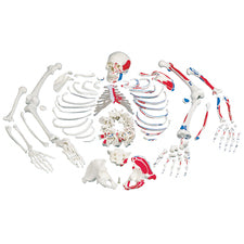 product image Disarticulated Full Human Skeleton with 3 Piece Skull