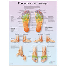 product image Foot Massage Reflex Zone Chart