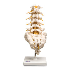 product image Lumbar Spinal Column Model