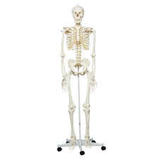 product image Stan the Skeleton