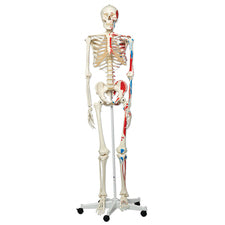 product image Max the Human Muscle Skeleton Model