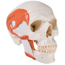 product image TMJ Human Skull Model
