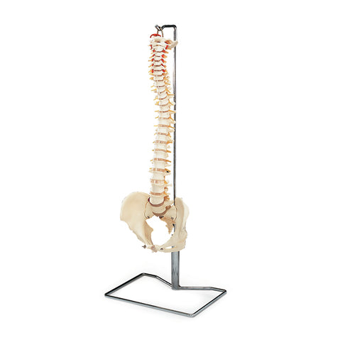 Budget Vertebral Column with Stand