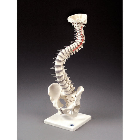 Soft Disc Vertebal Column