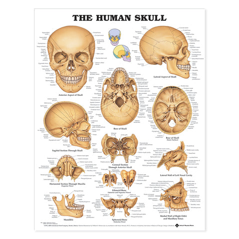 The Human Skull Chart