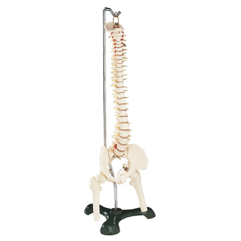 Flexible Vertebral Column with Stand