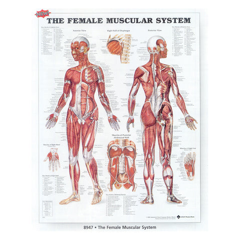 Female Muscular System Chart