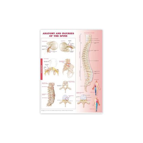 Anatomy and Injuries of the Spine