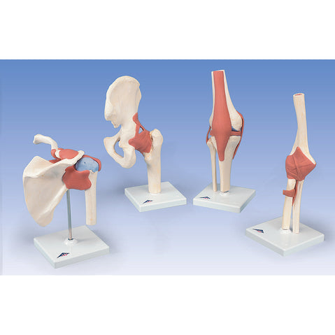 Functional Hip Joint Model