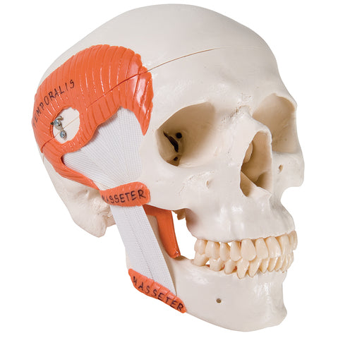 TMJ Human Skull Model