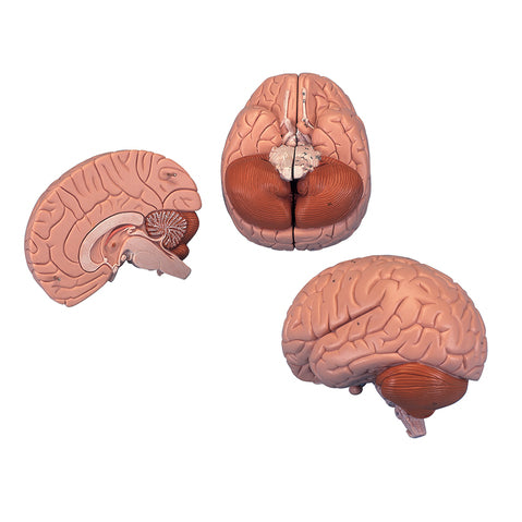 2 Piece Brain Model