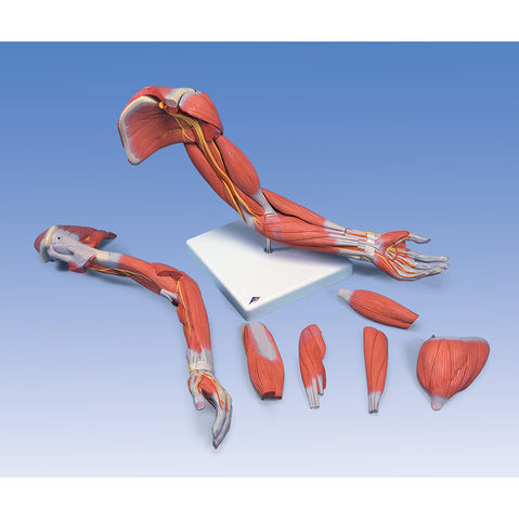 6 Piece Deluxe Arm Muscle Model